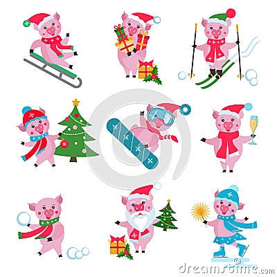 Vector set of flat Christmas pig in different situations - riding on a sled, carry gift box, riding a snowboard, skiers, skating. Vector Illustration